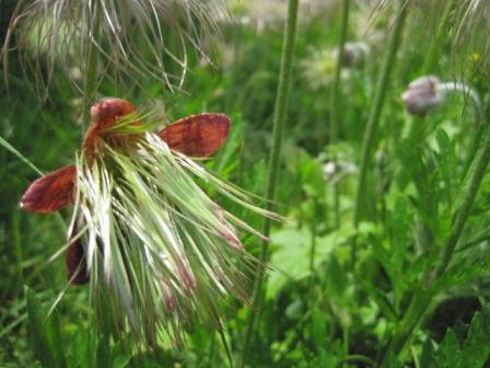 （写真）オキナグサ花びらの中からヒゲ