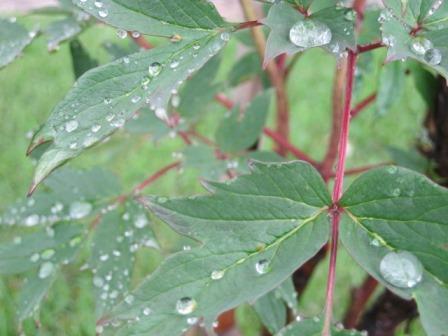 （写真）葉っぱの上の雨の滴