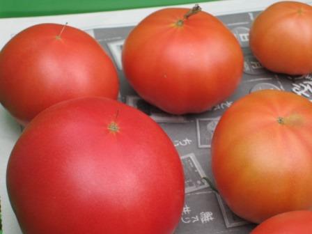 トマトが熟し始めました