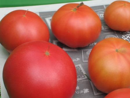 トマトが熟し始めました