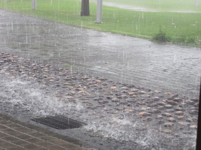 昨日の雨の様子