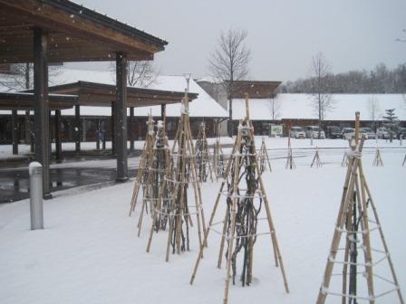 今日も雪