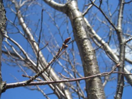 （写真）センターの桜のつぼみ