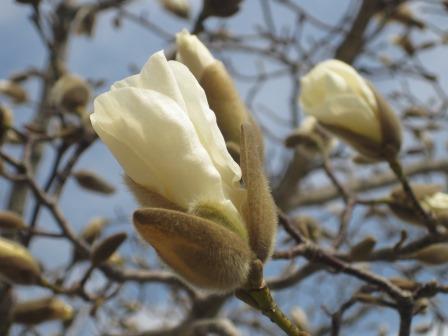 （写真）こぶしの花２