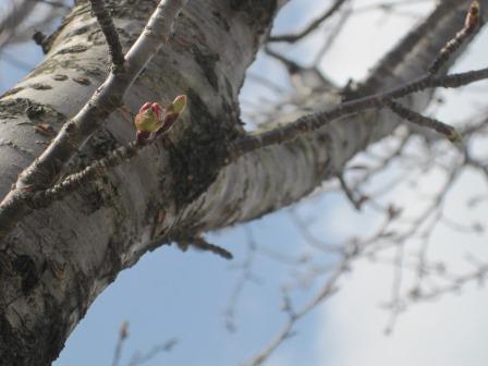 （写真）桜の蕾