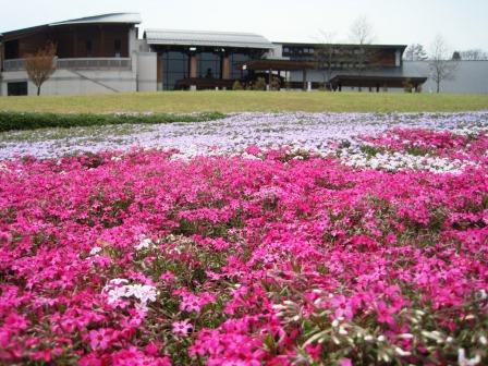 （写真）芝桜