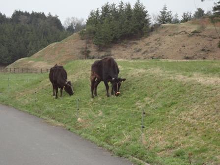 （写真）放牧場の牛