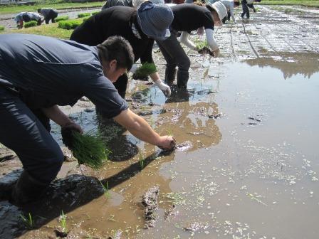 （写真）田植えその２