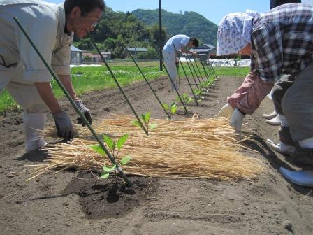 （写真）茄子の定植作業中１