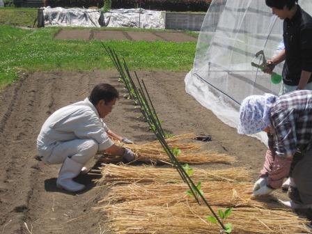 （写真）茄子の定植作業中２