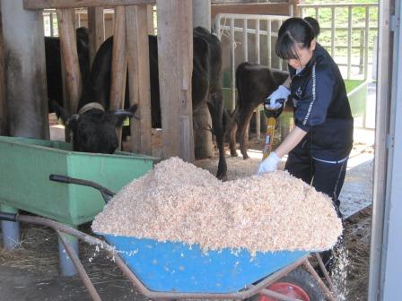 （写真）牛舎での様子