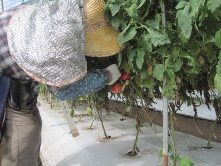 （写真）トマトの収穫