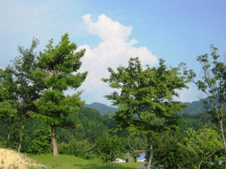 （写真）夏空