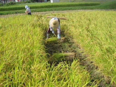 （写真）作業風景２