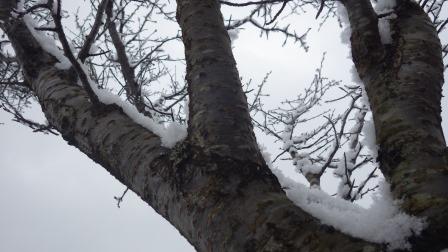 （写真）桜の木の雪
