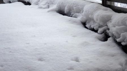 （写真）15cmから20cmくらいの積雪