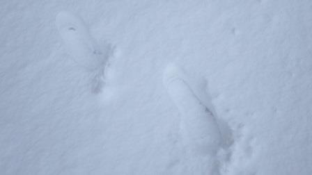 （写真）雪の上の足跡