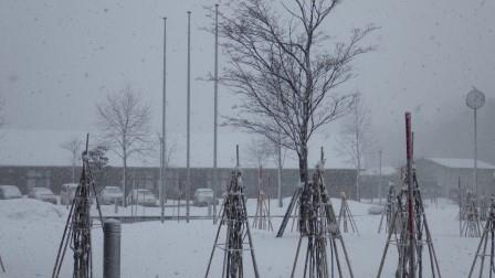 （写真）雪が降っています