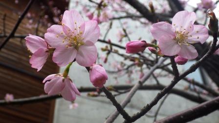 （写真）桜