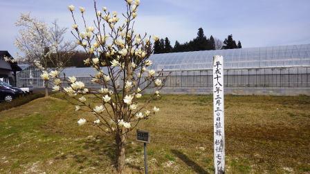 （写真）モクレン