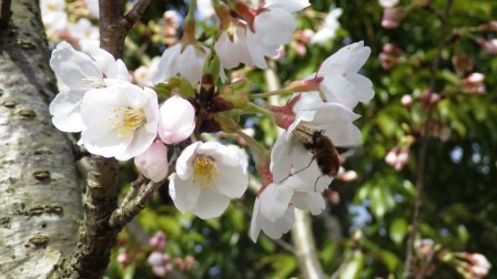 （写真）蜜を採集している蜂
