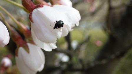 （写真）桜と虫