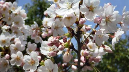 （写真）開花した桜