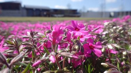 （写真）芝桜