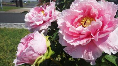 （写真）牡丹の花