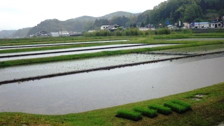 （写真）赤名ほ場