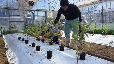 （写真）定植作業の様子１