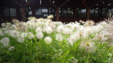 （写真）オキナグサその２