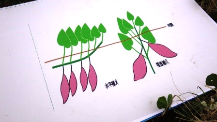 （写真）植え方の説明