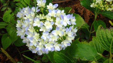 （写真）紫陽花万華鏡その２