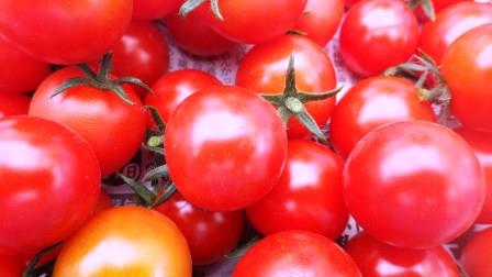 （写真）赤く熟したミニトマト