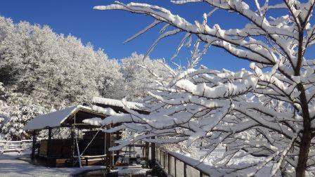 （写真）雪を被った樹木
