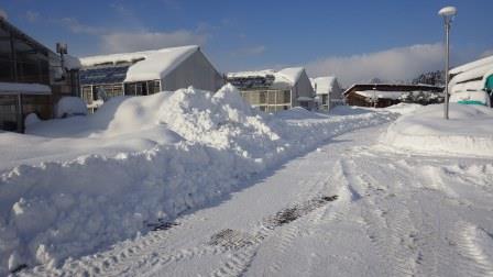 （写真）ハウスも雪ですっぽり