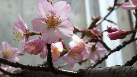 （写真）桜の花その２