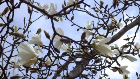 （写真）コブシの花その１