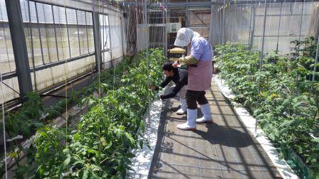 （写真）トマトの調査