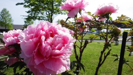 （写真）牡丹の花