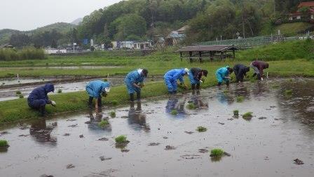 (写真)田植えの様子その２