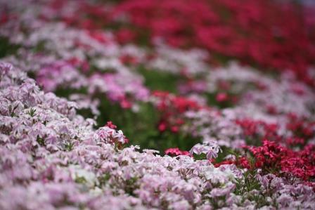 芝桜の接写