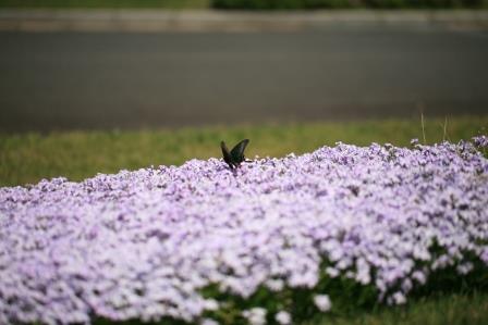 写真（アゲハチョウ）