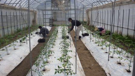 （写真）定植作業の様子１