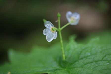 写真雨に濡れて花弁が透き通ったサンカヨウ１