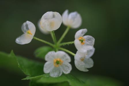 写真雨に濡れて花弁が透き通るサンカヨウ２