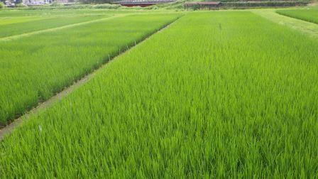 写真1「お手植えの稲」の成長ぶり。