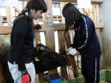 資源環境科の畜産実習の様子。牛と触れ合う生徒さんたち。