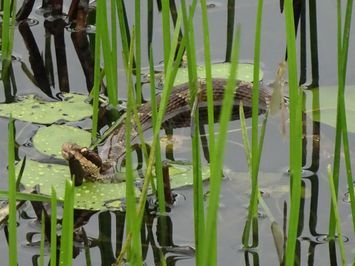 三瓶山の池で見たマムシ